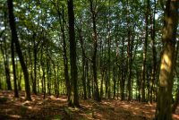 Colorificio San Marco pianta un bosco di 2mila alberi