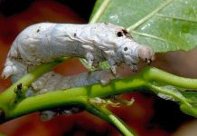 Un super baco da seta per gli immobili antichi