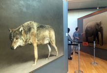 Impresa e arte, insieme al Muse di Trento La mostra di Marzio Tamer