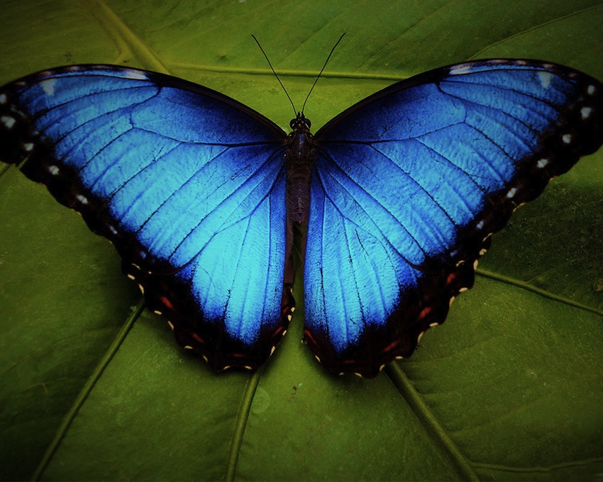 La farfalla Morhpeo blu