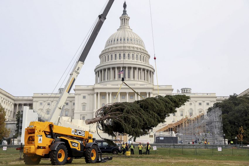 JCB. The 2016 U.S. Capitol Christmas Tree arrives to the West Lawn of the U.S. Capitol Building in Washington, Monday, Nov. 28, 2016, from the Payette National Forest in Idaho. (AP Photo/Andrew Harnik)