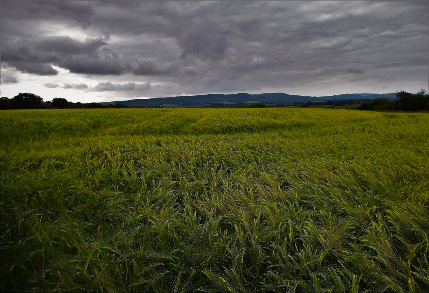 Campo di grano