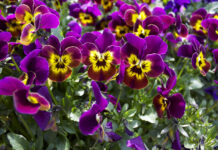 Fiori coltivati