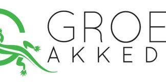 groen-akkedis