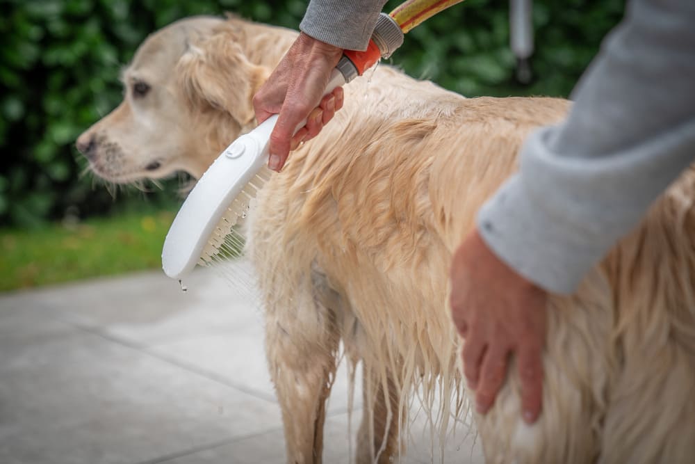 hansgrohe-dogshower